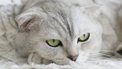 B站视频下载器 v1.0