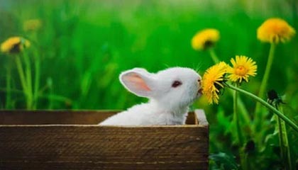 B站视频下载器 v1.0